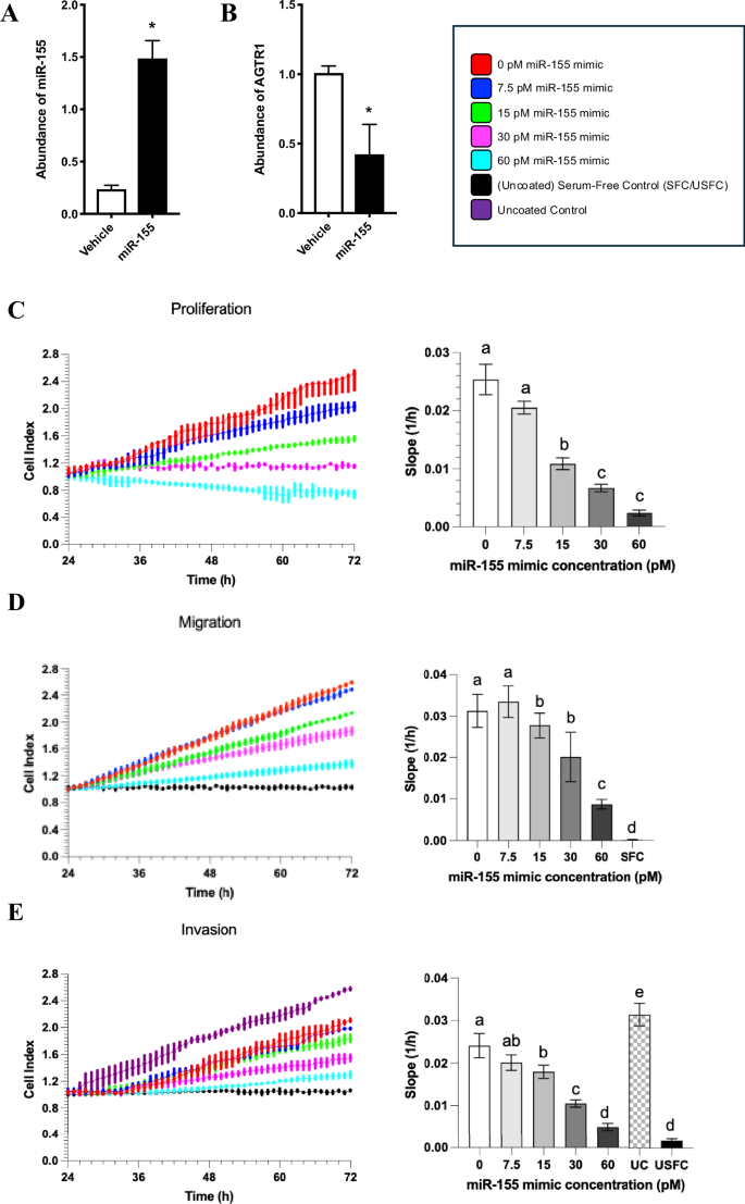 Fig. 4: Abundance of miR-155 and AGTR1 mRNA, and the rate of cell proliferation in miR155 mimic-treated and vehicle-treated HTR-8/SVneo cells.