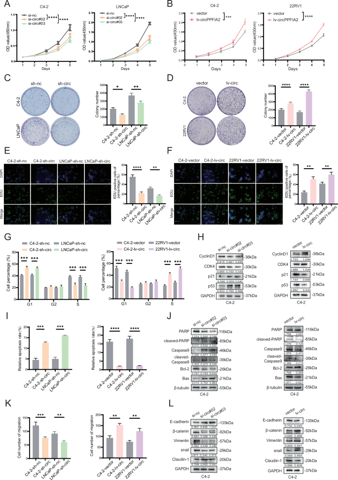 Fig. 2: CircPPFIA2 promotes proliferation and migration of PCa cells in vitro.
