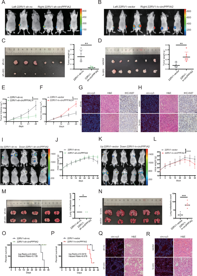 Fig. 3: CircPPFIA2 Drives Proliferation and Metastasis of PCa Cells in Vivo.
