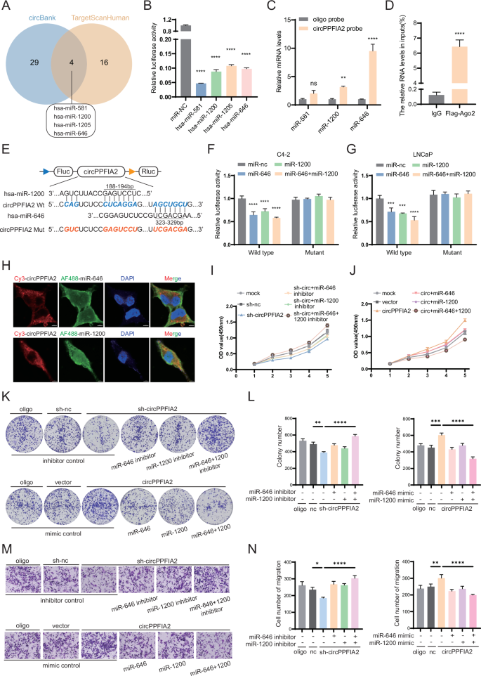 Fig. 4: CircPPFIA2 Facilitates PCa Progression via miR-646/miR-1200 Sponging.