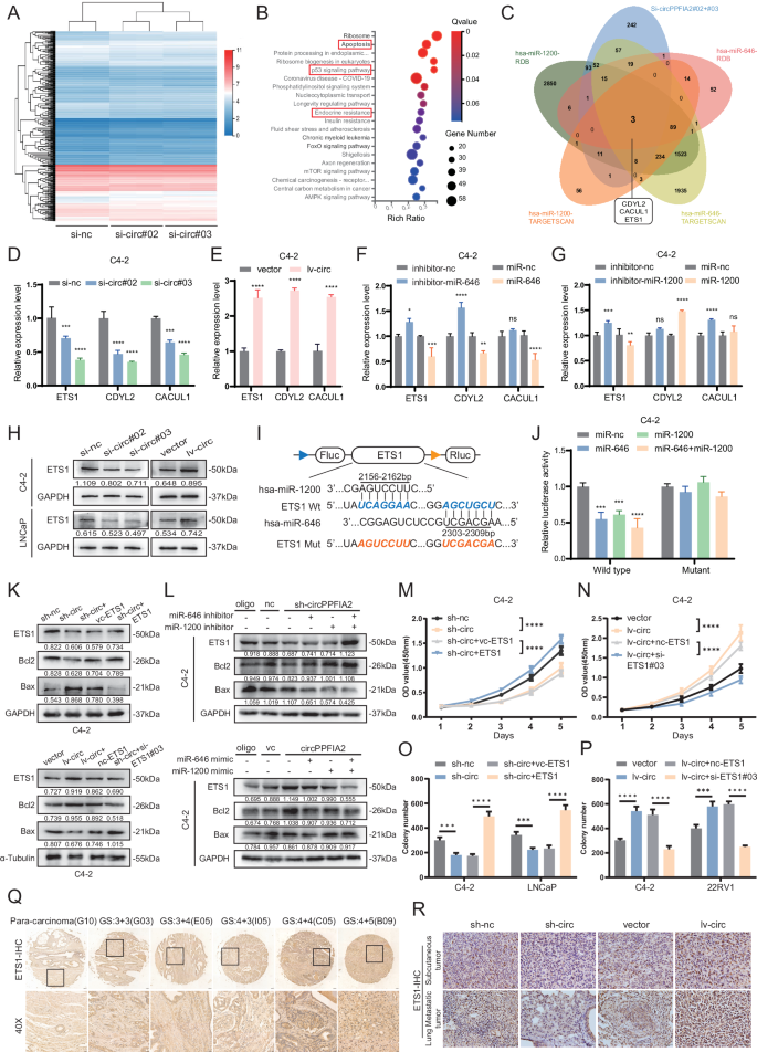 Fig. 5: CircPPFIA2 Promotes Oncogenic Signaling via miR-646/miR-1200 Mediated ETS1 Regulation.