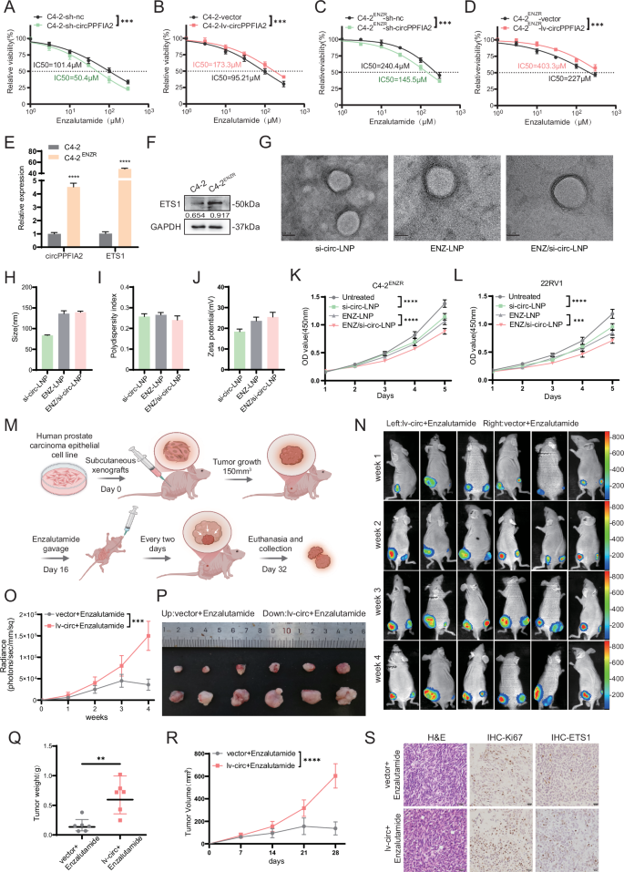 Fig. 6: circPPFIA2 modulates enzalutamide sensitivity in PCa.