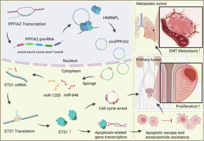 Fig. 7: Mechanistic framework and oncogenic functions of circPPFIA2 in PCa pathogenesis.