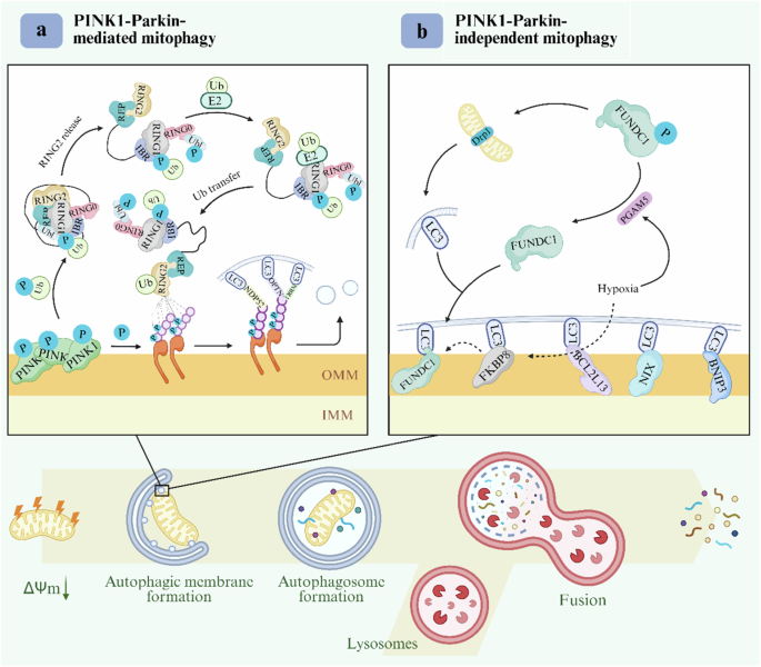Fig. 2: Mitochondrial autophagy process and mechanism.