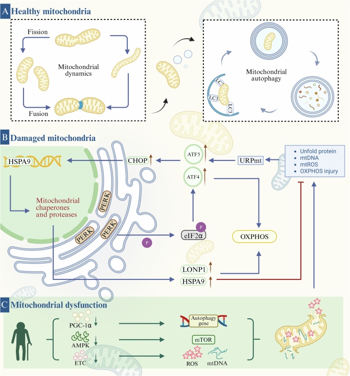 Fig. 5: Mitochondrial quality control.