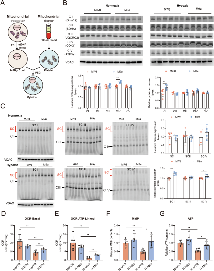 Fig. 1: The M9a cybrids exhibited enhanced mitochondrial function than the M7/8 cybrids under hypoxic condition.