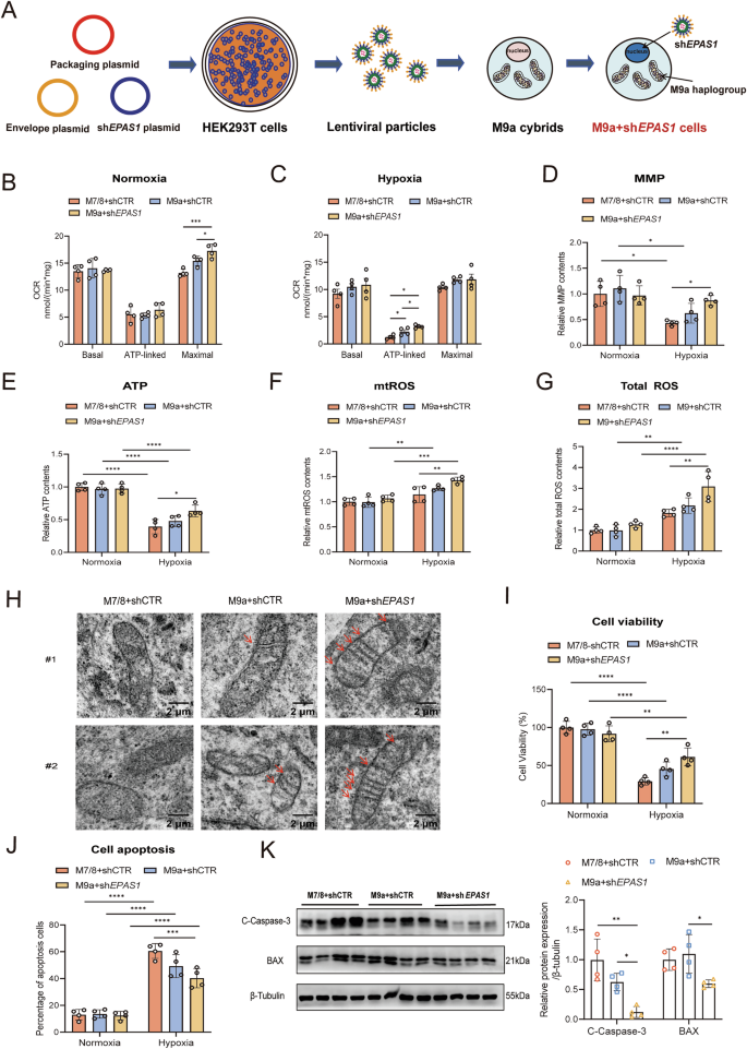 Fig. 2: M9a+shEPAS1 cells exhibited optimal cellular function under hypoxic conditions.
