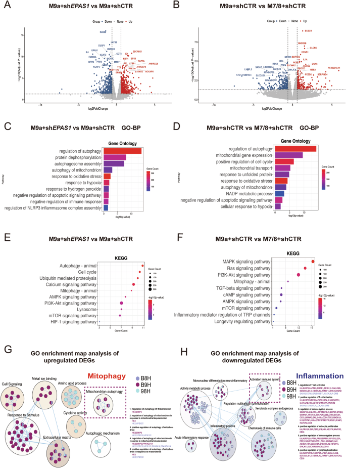 Fig. 3: RNA-sequencing analysis of the M7/8+shCTR, M9a+shCTR and M9a+shEPAS1 cells under hypoxia.