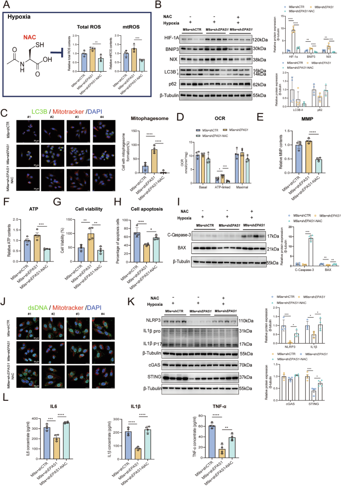 Fig. 5: NAC inhibits HIF-1α stability and BNIP3/NIX-mediated mitophagy, exacerbating mtDNA-mediated inflammation in M9a+shEPAS1 cells during hypoxia.