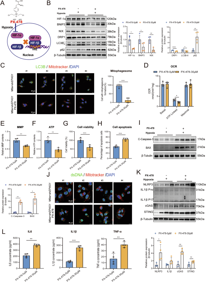 Fig. 6: Downregulation of HIF-1α inhibits BNIP3/NIX-mediated mitophagy and exacerbates mtDNA-mediated inflammation in M9a+shEPAS1 cells during hypoxia.