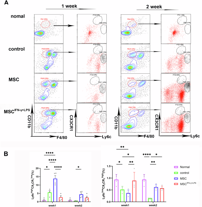Fig. 2: IFN-γ + LPS primed MSCs led to lower Ly6ChiCX3CR1lo and higher Ly6CloCX3CR1hi levels in infected mice.
