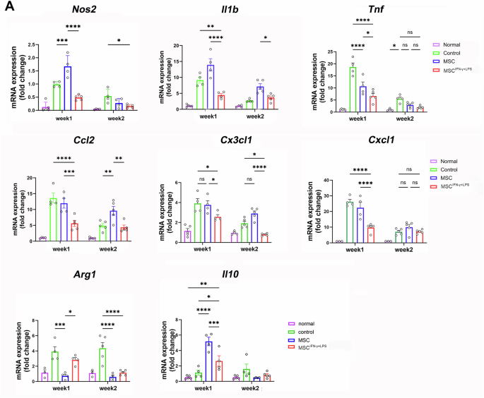 Fig. 3: IFN-γ + LPS-primed MSCs induced lower levels of inflammatory factors and a moderate pro-resolving profile in the liver of infected mice.