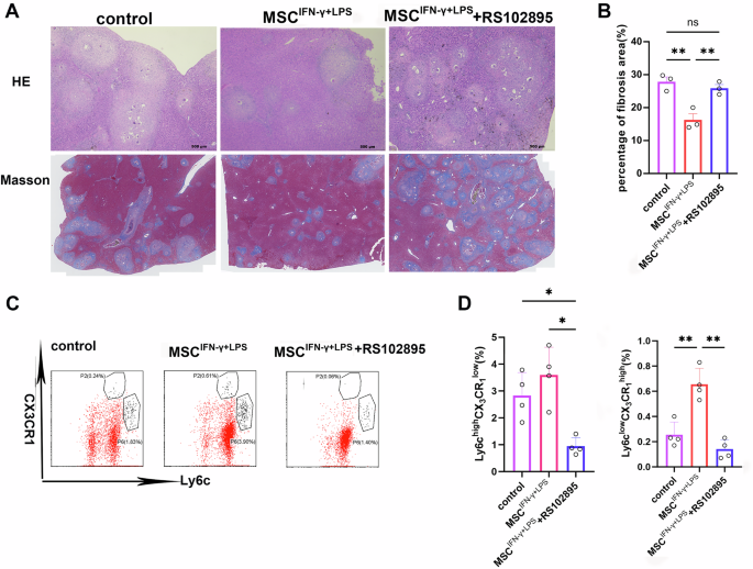Fig. 4: RS102895 treatment reduced Ly6Clo subtypes at 2 weeks posttreatment and consequently deteriorated liver pathology in infected mice.