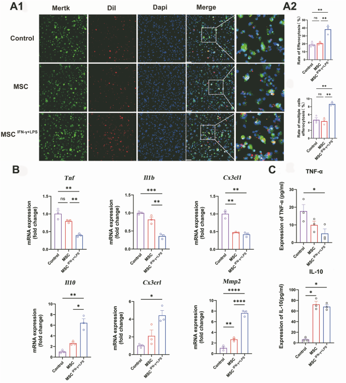 Fig. 6: IFN-γ + LPS -activated MSC promoted efferocytosis of macrophages, accompanied by decreased inflammatory cytokines and increased pro-resolving factors.