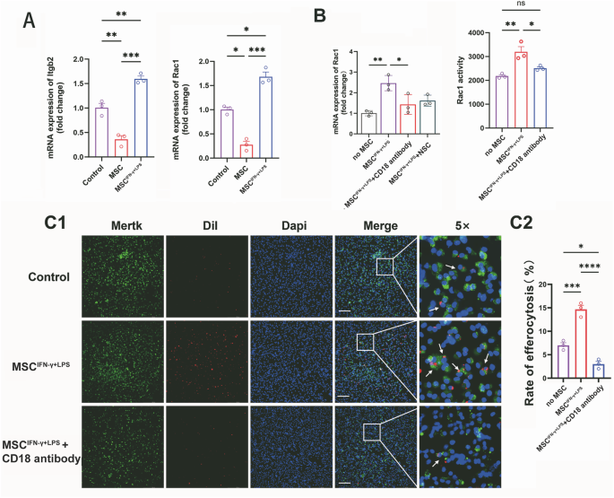 Fig. 7: IFN-γ + LPS -primed MSCs promoted efferocytosis of macrophages via Itgb2 -Rac1 pathways.