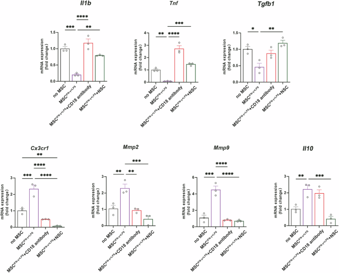 Fig. 8: Blocking key pathway of efferocytosis reversed the regulation of IFN-γ + LPS-primed MSCs on macrophage subset switching.