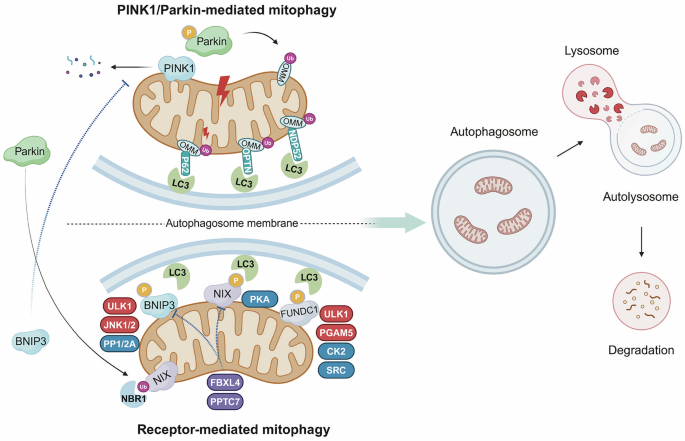 Fig. 1: Schematic illustration of PINK1/Parkin-mediated and receptor-mediated mitophagy.