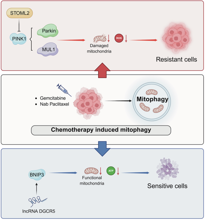Fig. 3: Dual roles of mitophagy in PDAC therapy resistance.