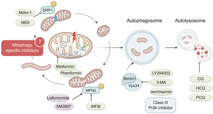 Fig. 4: Therapeutic strategies for modulating mitophagy in PDAC.