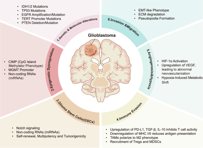 Fig. 1: Six major pathological mechanisms contributing to glioblastoma (GBM) progression.