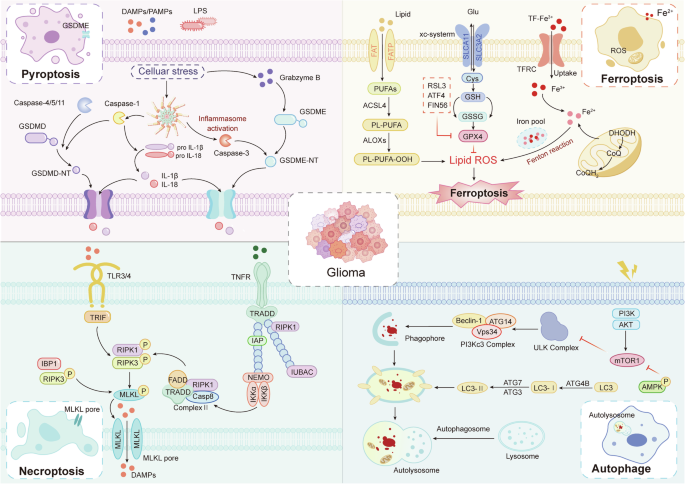 Fig. 2: Pathways controlling pyroptosis, ferroptosis, necroptosis, and autophagy.