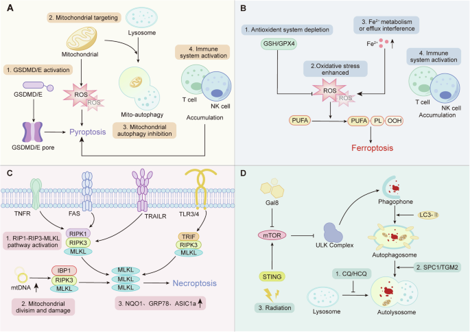 Fig. 3: The regulatory role of pyroptosis, ferroptosis, necroptosis, and autophagy in the biological progression of glioblastoma.