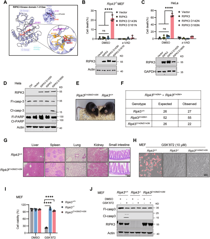 Fig. 1: The kinase-inactive Ripk3D143N/D143N mice develop normally.