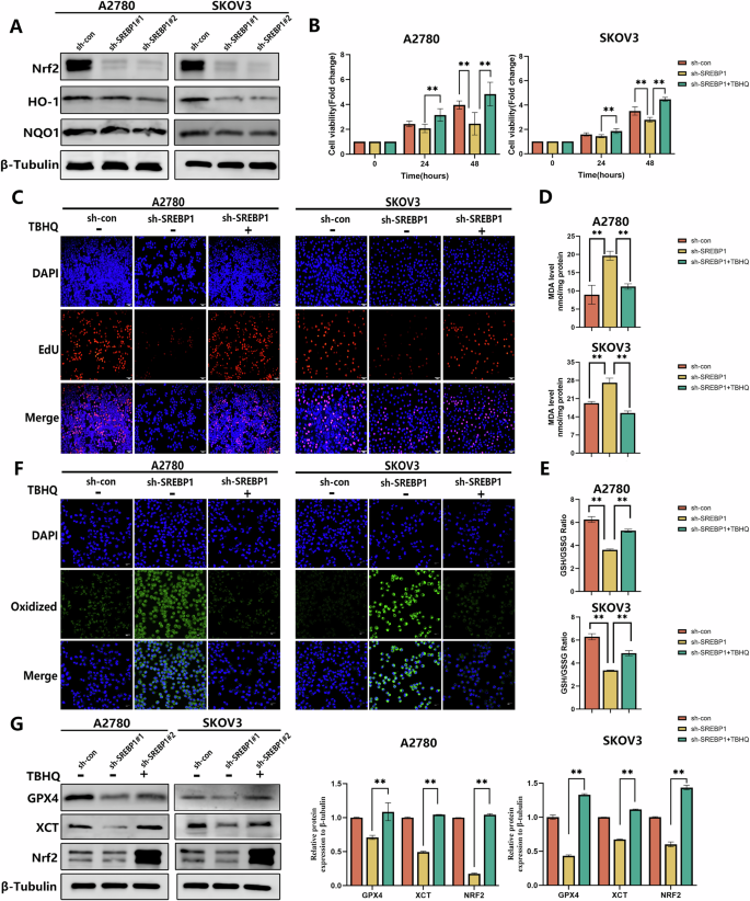 Fig. 6: SREBP1 mediates ferroptosis in OV cells via the Nrf2/XCT/GPX4 axis.