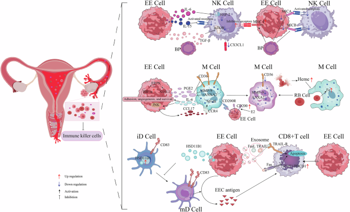 Fig. 1: The cellular and molecular mechanisms of immune escape in ECC.