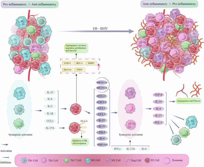 Fig. 2: Changes from the EMS immune pro-inflammatory microenvironment to the immune anti-inflammatory microenvironment.
