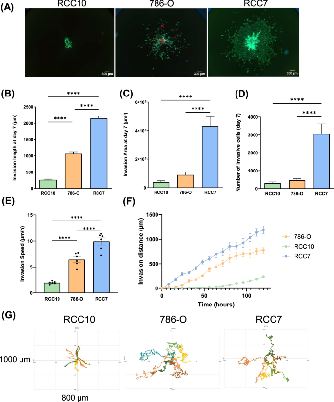Fig. 1: 3D spheroid invasion assay.