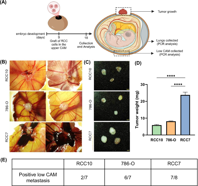 Fig. 2: RCC cells have different tumor growth and metastatic potential in the Chick embryo chorio-allantoic membrane (CAM) model.