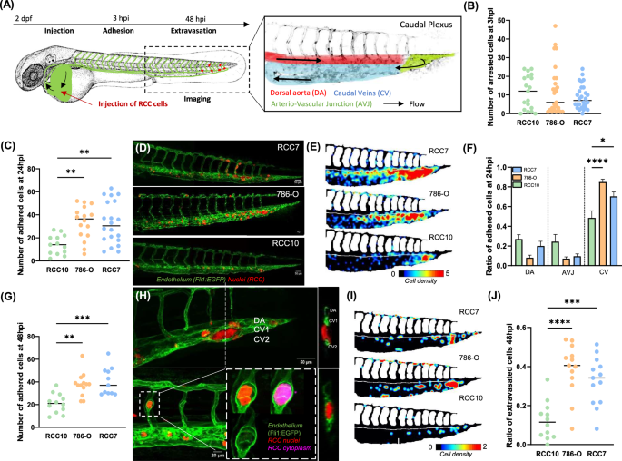 Fig. 3: Adhesion and extravasation capacities of RCC cells in zebrafish in vivo model.