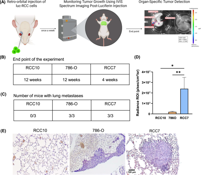 Fig. 4: Metastatic Potential of RCC Cells in Murine Lungs.