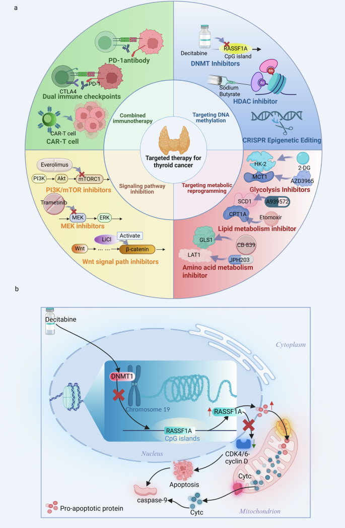 glutathione and thyroid cancer The molecular mechanisms potential therapeutic implications of the crosstalk between DNA methylation and metabolic reprogramming in April2023