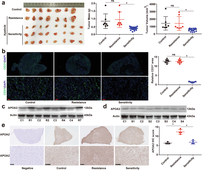 Fig. 2: APOA2 is responsible for acquired resistance to AAD in HCC-bearing mouse model.