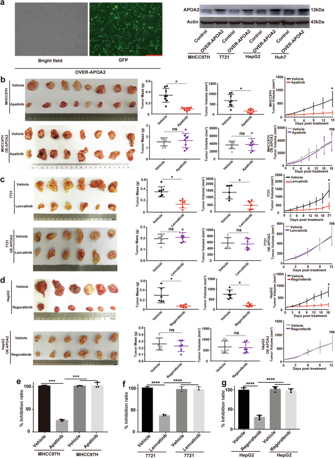 Fig. 3: APOA2 overexpression leads to resistance to anti-angiogenic therapy in HCC.