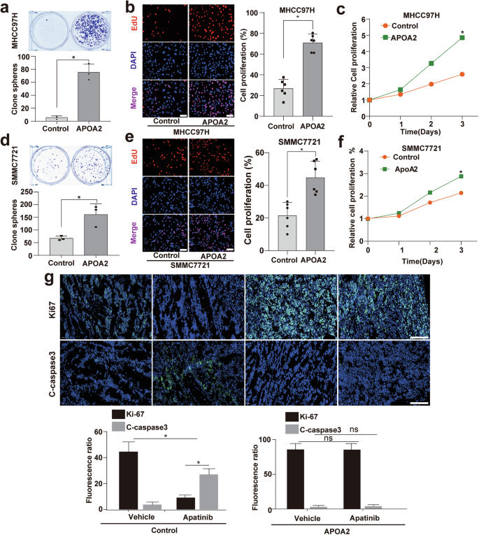Fig. 4: APOA2 overexpression confers high proliferation and low apoptosis characteristics on HCC post-AAD treatment.