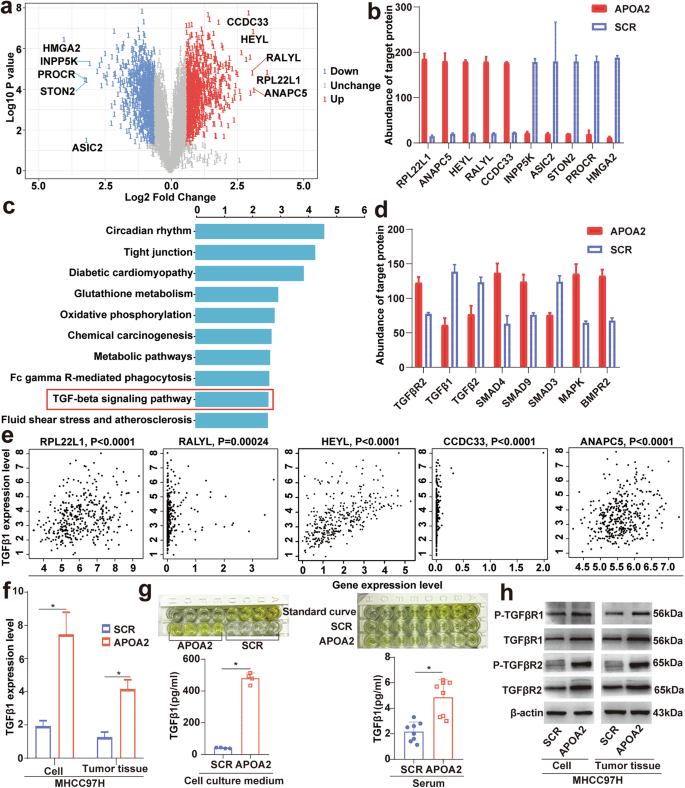 Fig. 6: APOA2 overexpression increases TGF-β secretion and activates the TGF-β signaling pathway in HCC.