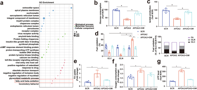 Fig. 7: APOA2 overexpression of induces lipid metabolic reprogramming through TGF-β signaling in HCC.
