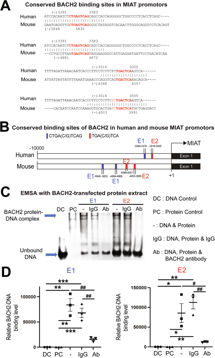 Fig. 2: BACH2 binds to conserved regions of the MIAT promoter.