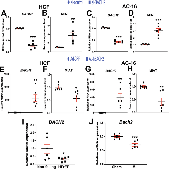 Fig. 3: MIAT is inhibited by BACH2 in adult human cardiac fibroblasts and human cardiomyocytes, and cardiac BACH2 genes are downregulated in failing human and mouse hearts.