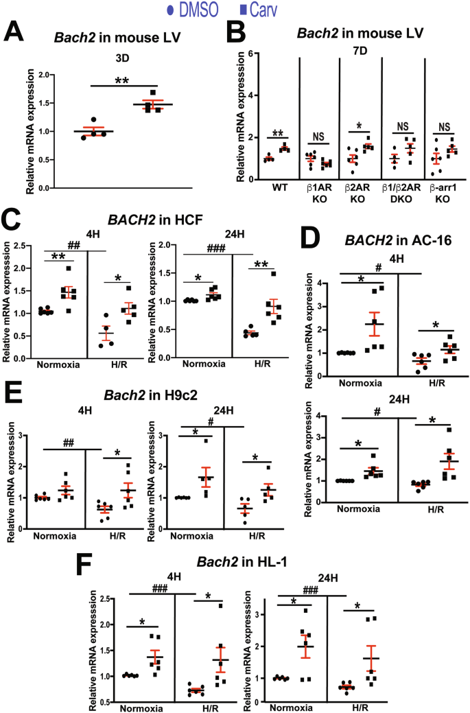 Fig. 4: BACH2 genes are upregulated in mouse left ventricles, human cardiac fibroblasts, and human and rodent cardiomyocytes by carvedilol.