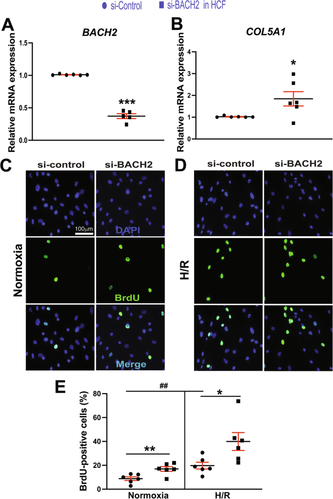 Fig. 5: BACH2 inhibits the expression of profibrotic COL5A1 and suppresses proliferation of primary adult human cardiac fibroblasts.