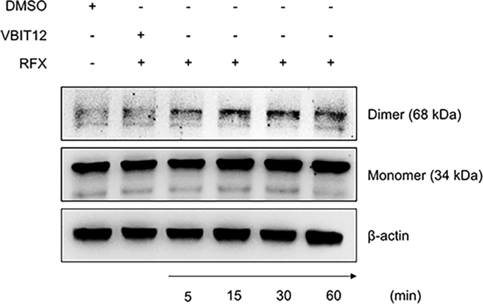Fig. 4: Rafoxanide promotes VDAC1 oligomerization.