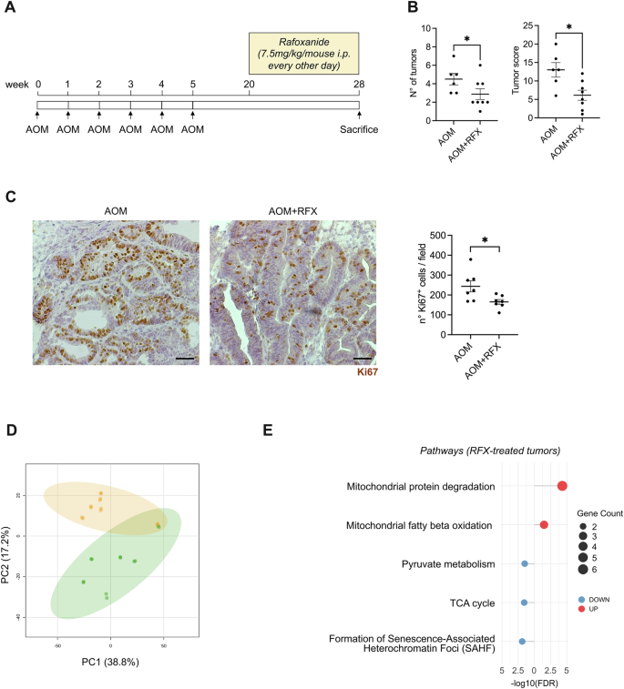 Fig. 6: Rafoxanide alters mitochondrial activity in vivo.