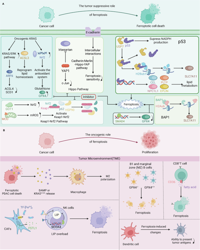 glutathione benefits for cancer Navigating the complexities of ferroptosis in pancreatic ductal adenocarcinoma: roles, mechanisms and potential applications Glutathione 1500mg | Research كريم للبشرة المجهدة Quantity:10 Vials