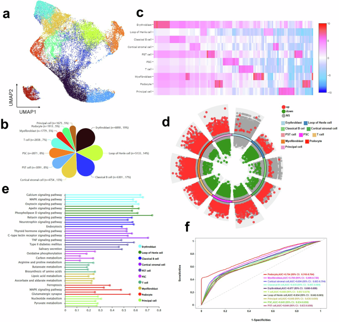 Fig. 1: Single-cell transcriptomic atlas reveals cellular heterogeneity and molecular alterations in human diabetic kidney.