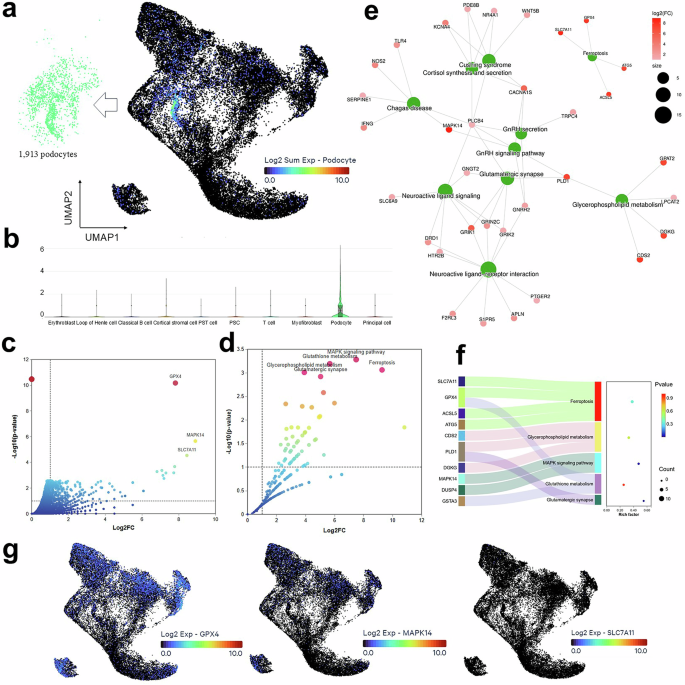 Fig. 2: Single-cell profiling unveils podocyte heterogeneity and implicates ferroptosis.