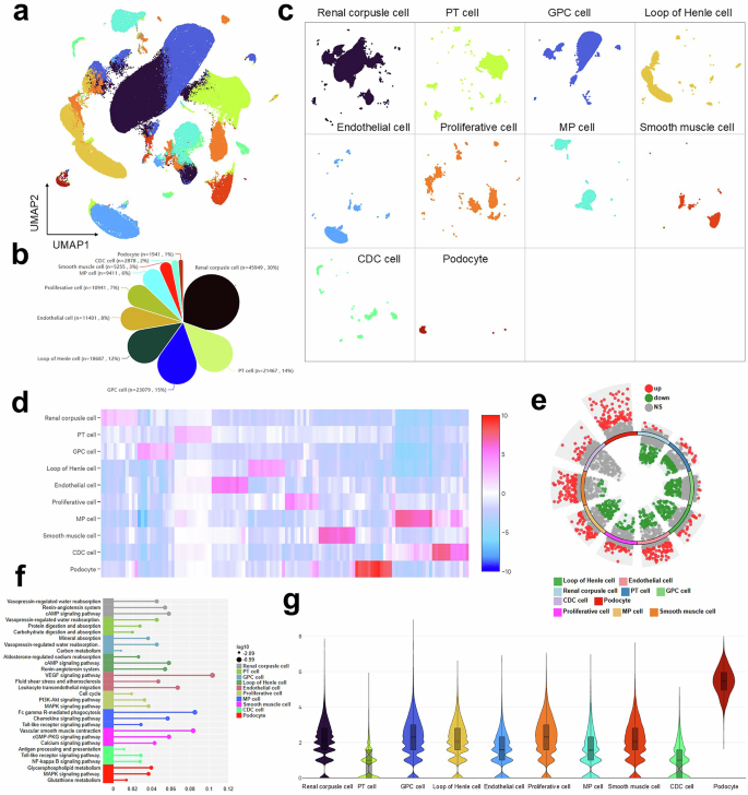 Fig. 3: Single-cell transcriptomic profiling of the db/db mouse model reveals conserved cellular alterations.